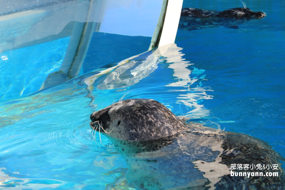 尼克斯海洋公園｜看小企鵝緩慢散步，北歐城堡好漂亮