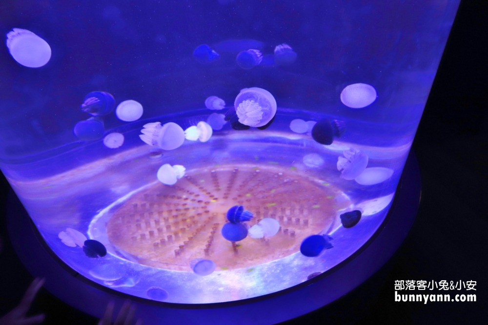 暢遊水中王國「澎湖水族館」門票、優惠、交通總整理攻略。