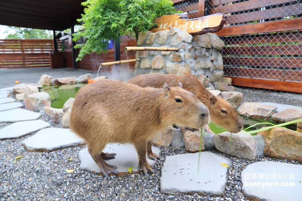 來逛動物園、海洋公園放鬆一下，在家也能看河馬，水豚君就是這麼簡單