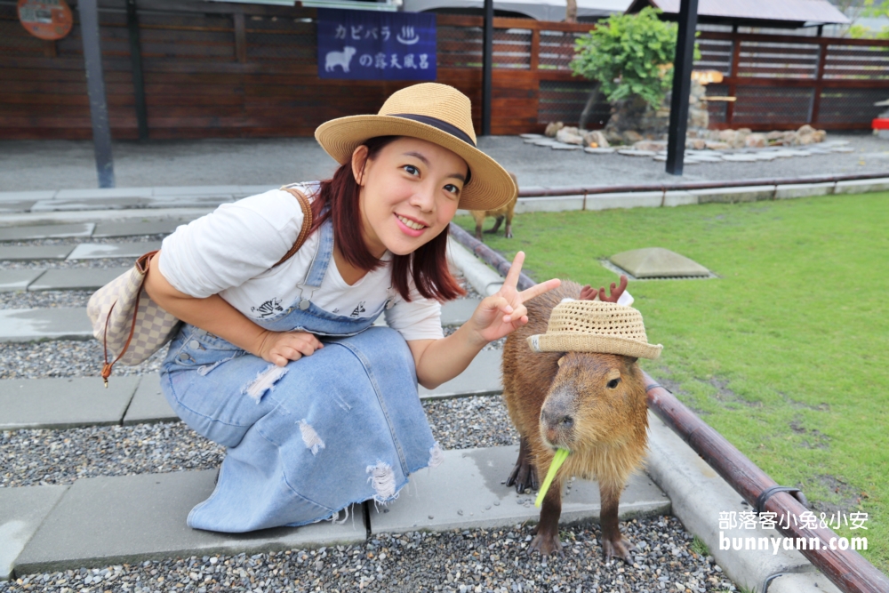 來逛動物園、海洋公園放鬆一下，在家也能看河馬，水豚君就是這麼簡單
