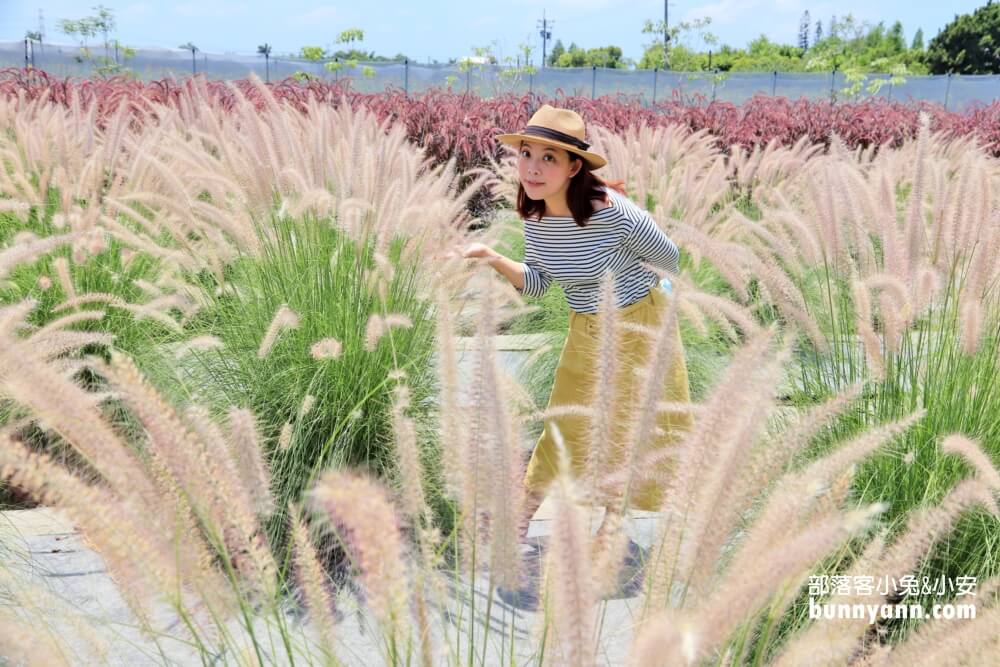彰化景點》董家花田，田尾繽紛四季花海，戶外野餐好地方