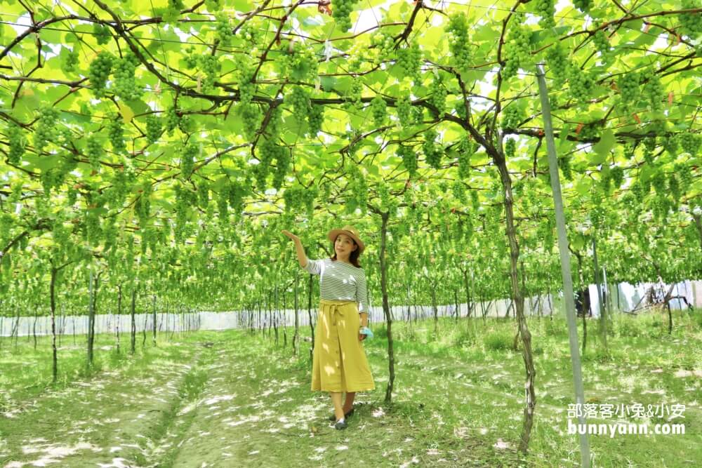 【路葡萄酒莊】免費參觀路葡萄隧道休閒農場，葡萄冰淇淋必吃