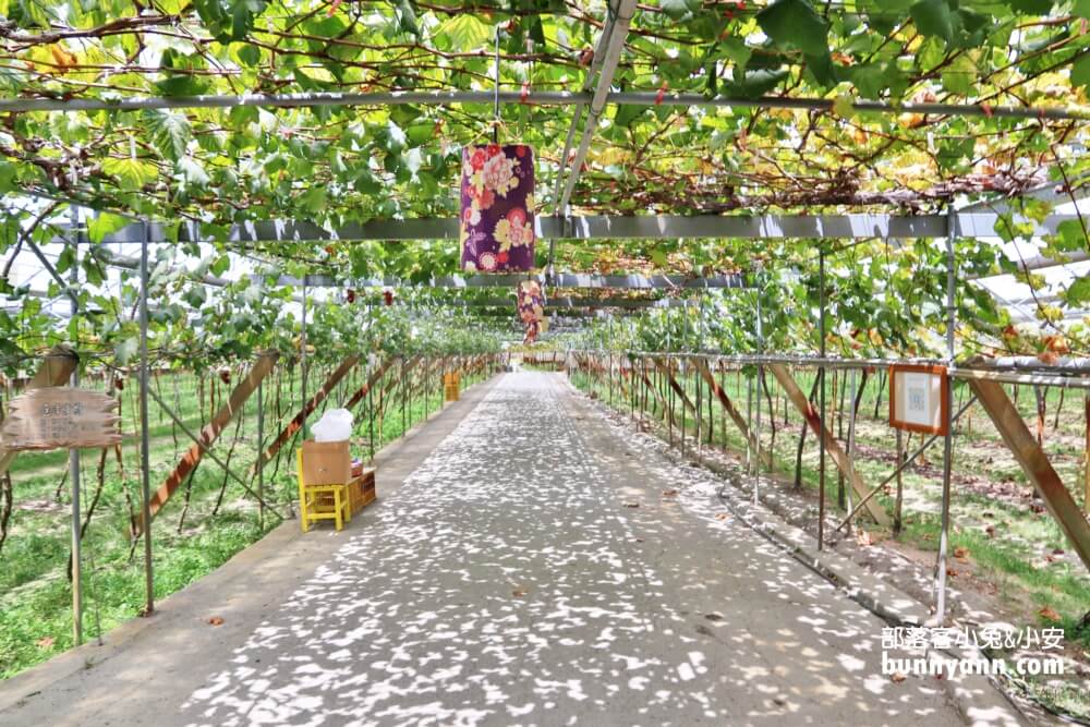 【路葡萄酒莊】免費參觀路葡萄隧道休閒農場，葡萄冰淇淋必吃