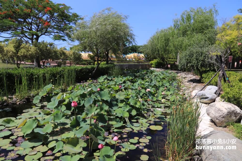 彰化景點》秀水龍騰公園，超高大金龍在這拍，賞綻放荷花，散步出遊好地方