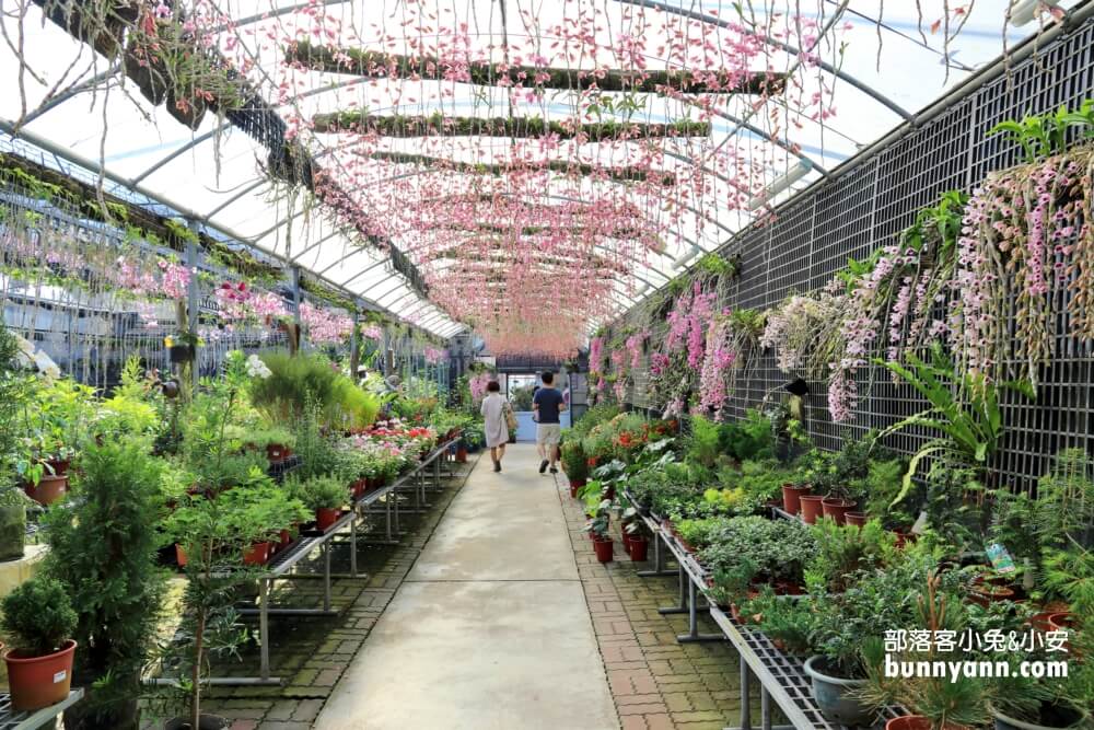 后里萌芳花卉農場，上萬株石斛蘭、蝴蝶蘭，免門票賞花地點