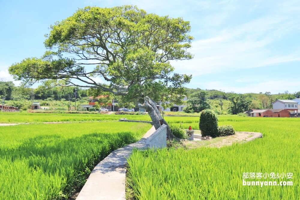 苗栗銅鑼龍貓土地公，綠稻田裡的療癒系田心伯公廟，看見會有好心情