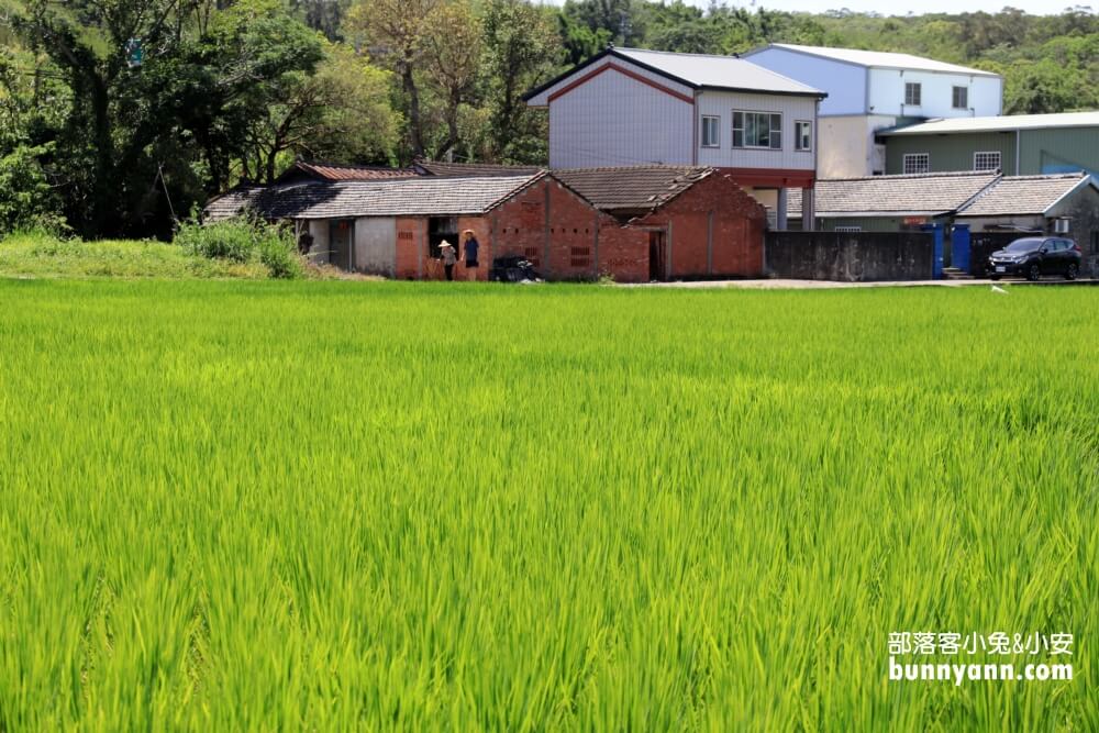 苗栗銅鑼龍貓土地公，綠稻田裡的療癒系田心伯公廟，看見會有好心情