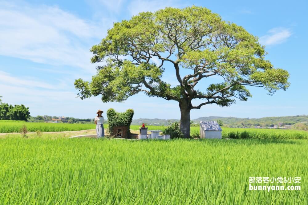 苗栗銅鑼龍貓土地公，綠稻田裡的療癒系田心伯公廟，看見會有好心情