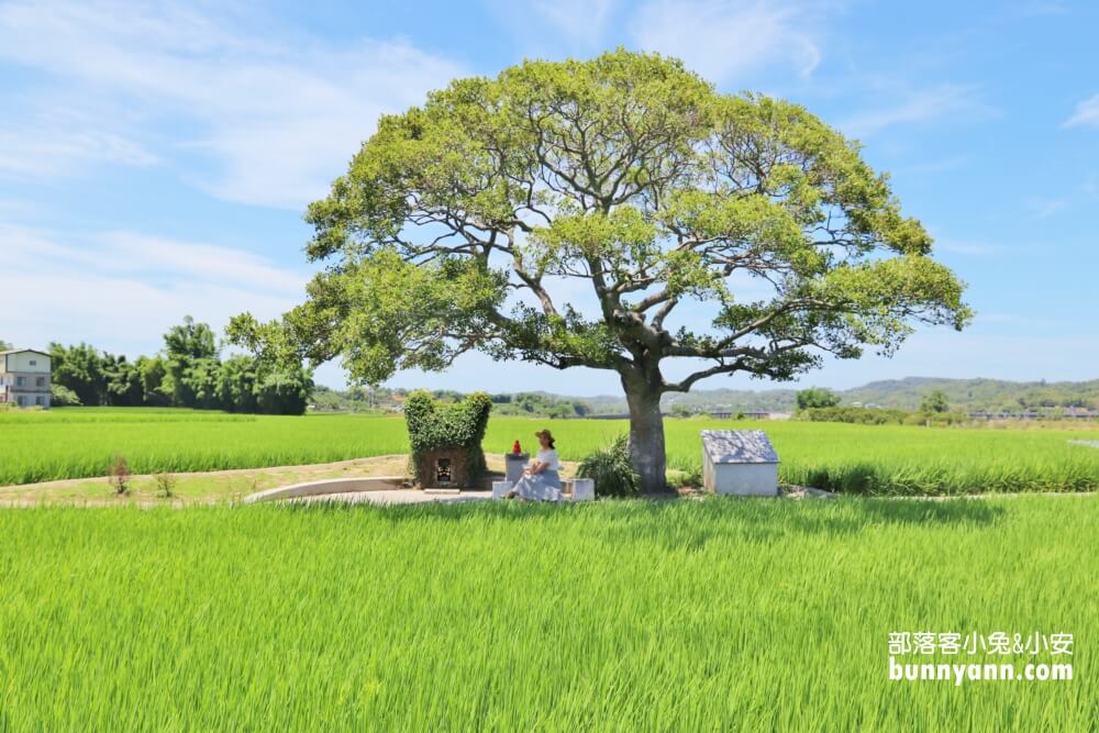 苗栗銅鑼龍貓土地公，綠稻田裡的療癒系田心伯公廟，看見會有好心情