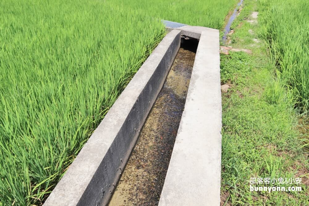 苗栗銅鑼龍貓土地公，綠稻田裡的療癒系田心伯公廟，看見會有好心情
