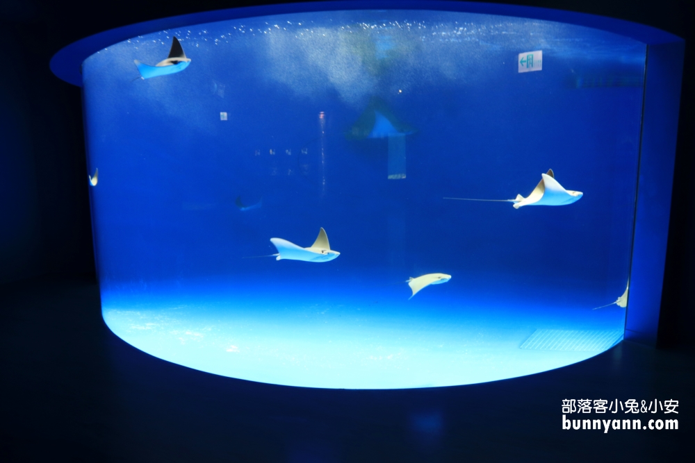 Xpark水族館福爾摩沙區