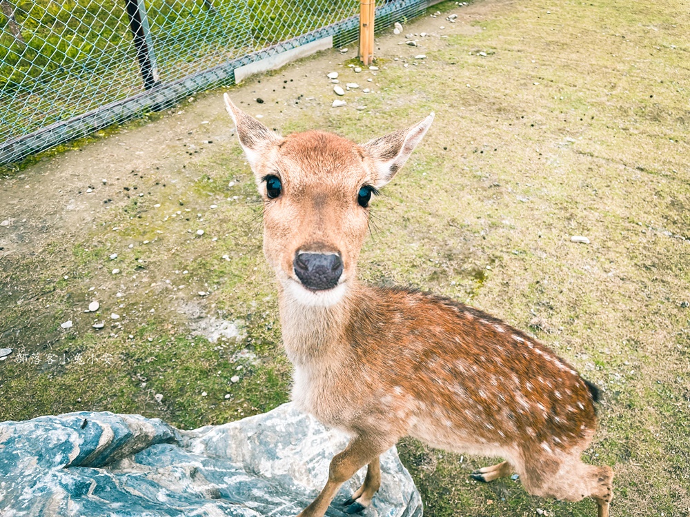 花蓮【張家樹園】來去張家の樹園穿浴衣順便餵梅花鹿