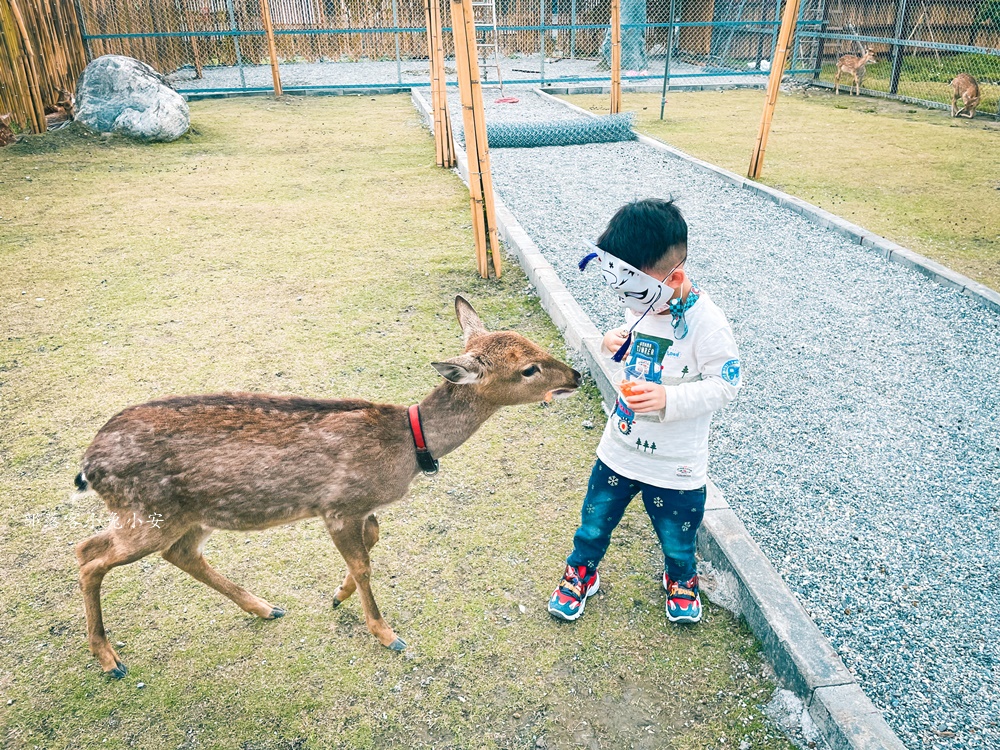 花蓮【張家樹園】來去張家の樹園穿浴衣順便餵梅花鹿