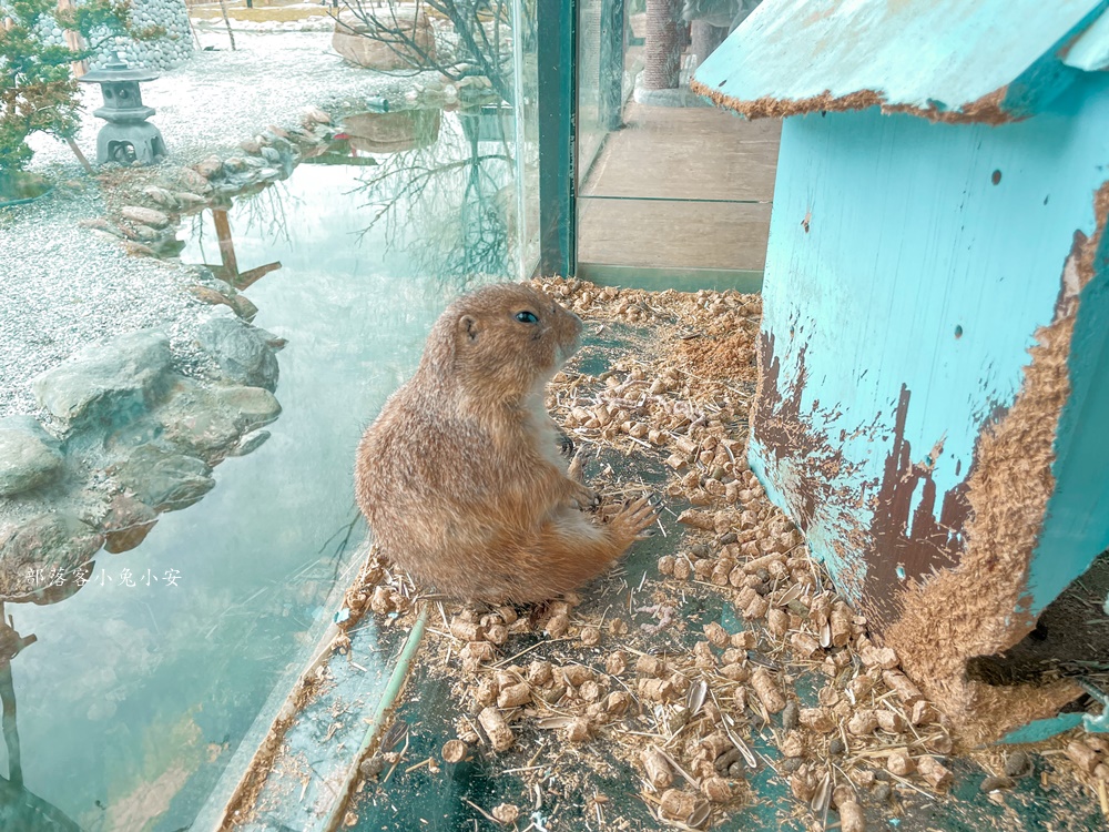 花蓮【張家樹園】來去張家の樹園穿浴衣順便餵梅花鹿