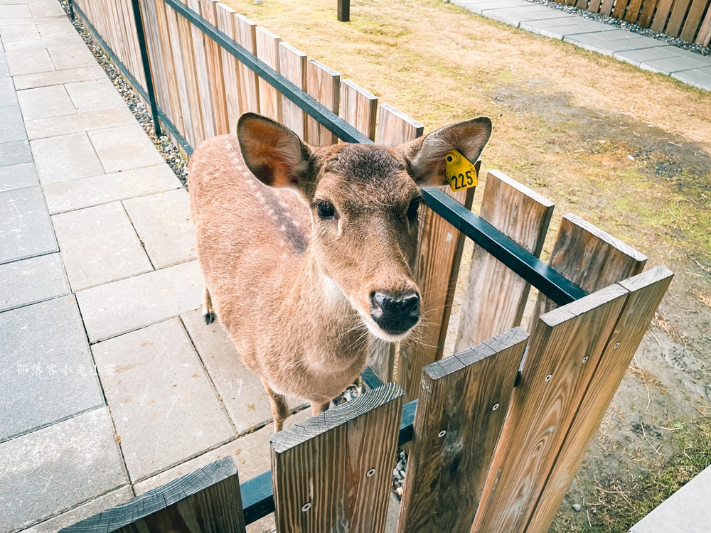 宜蘭【天使星夢渡假村】門票資訊與動物介紹總整理!!