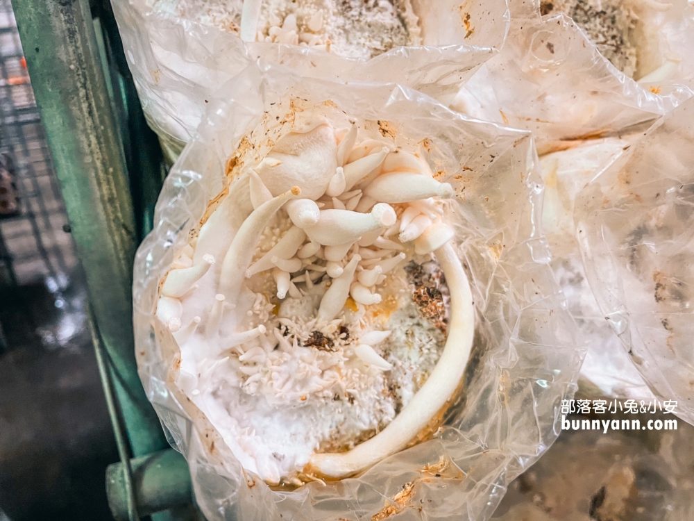 【豐年農場】南投埔里免門票採香菇，輕鬆玩樂又能帶回家！