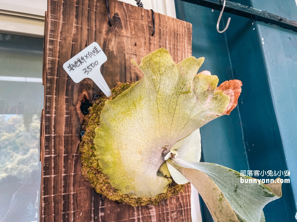 野人花園｜陽明山上的森林系咖啡廳，療癒又好拍
