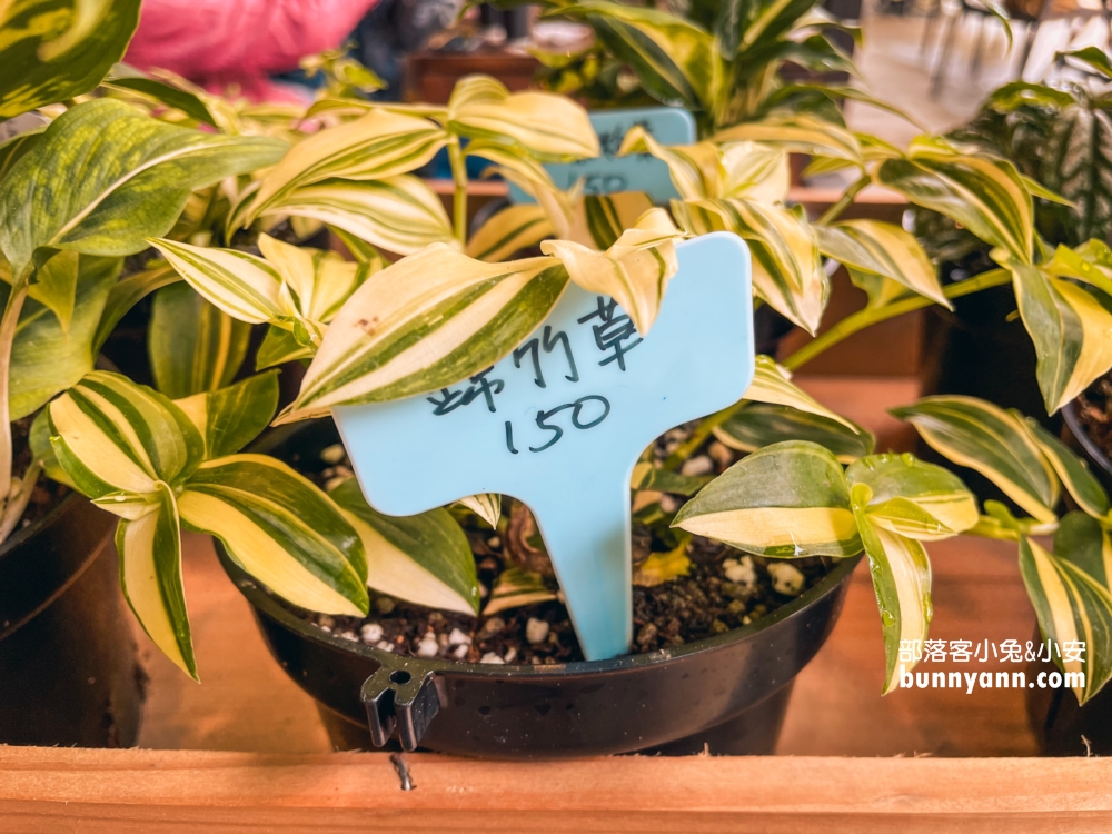 野人花園｜陽明山上的森林系咖啡廳，療癒又好拍