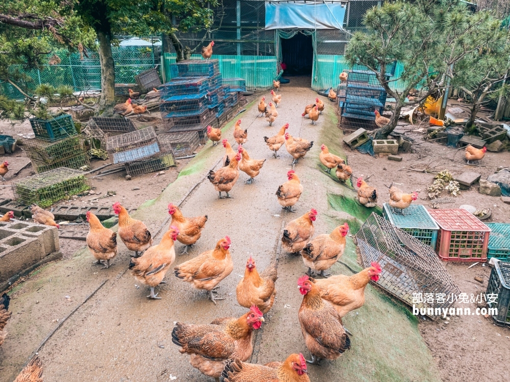 新北陽明山【松竹園】小村落內的高CP值土雞餐廳