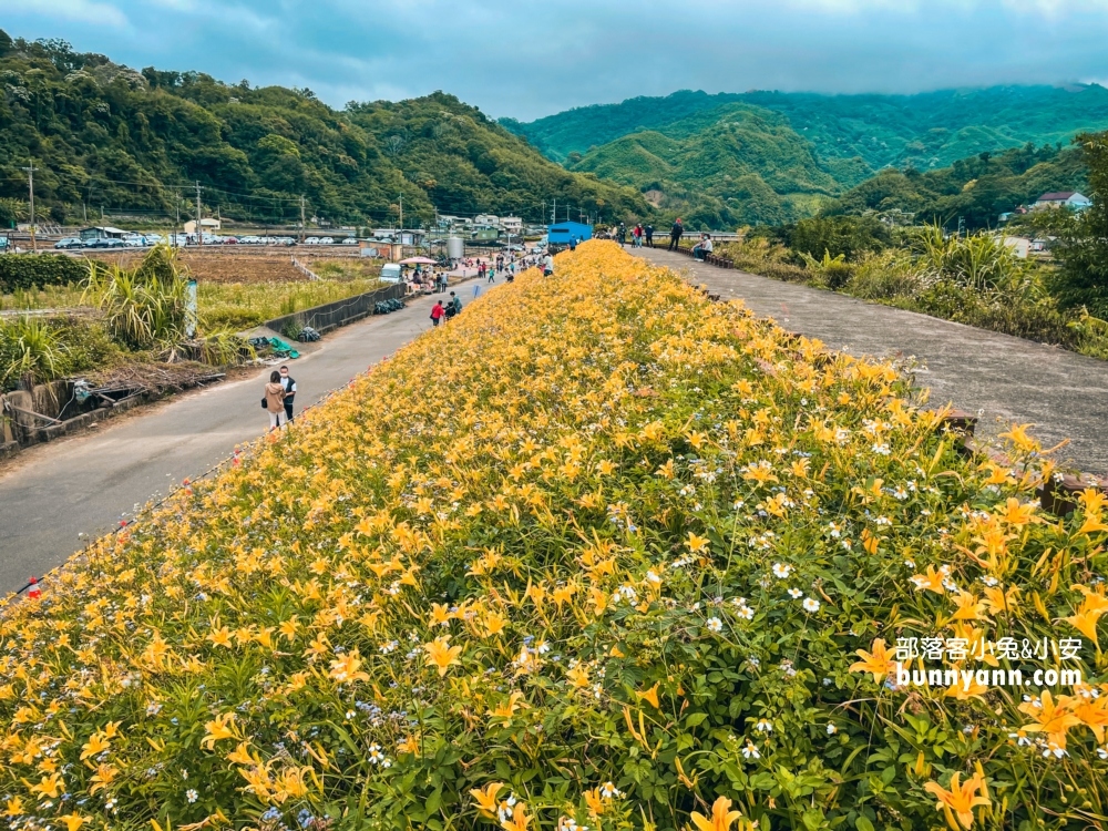 大湖社寮角堤防金針花滿開，2023大湖社寮角金針花廊道詳細攻略!!