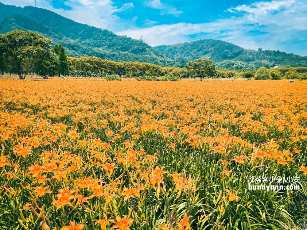 南投平地花海推薦！日月潭金針花園區頭社活盆地會跳舞的草地