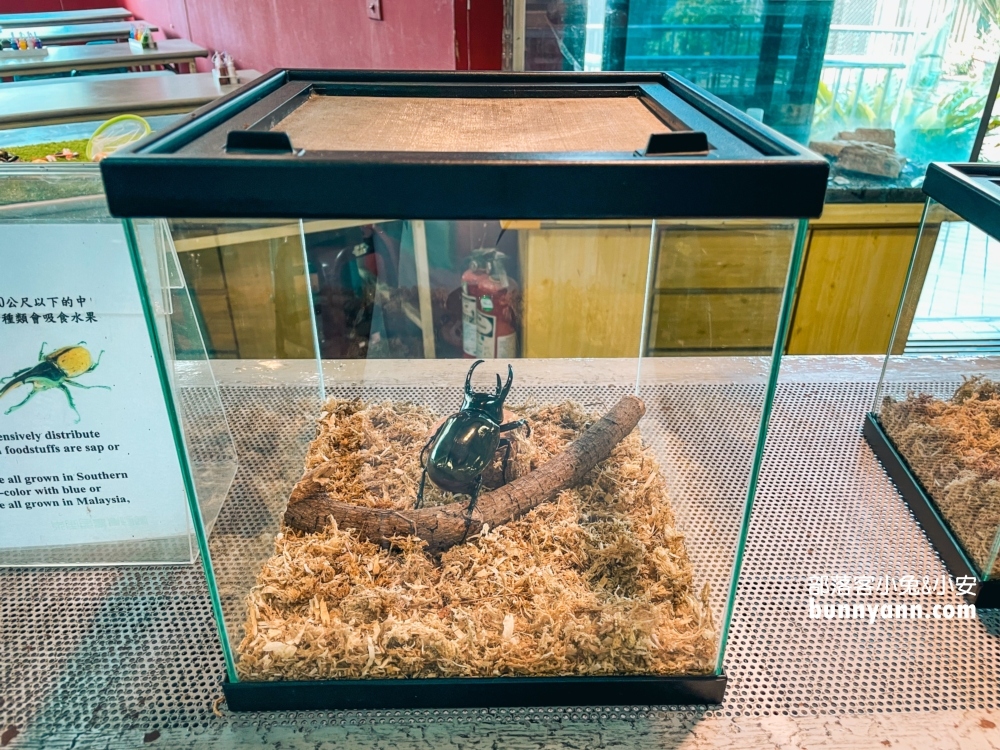 南投蝴蝶小鎮生態休閒園區，木生昆蟲博物館真好玩