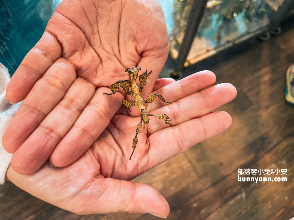 南投蝴蝶小鎮生態休閒園區，木生昆蟲博物館真好玩