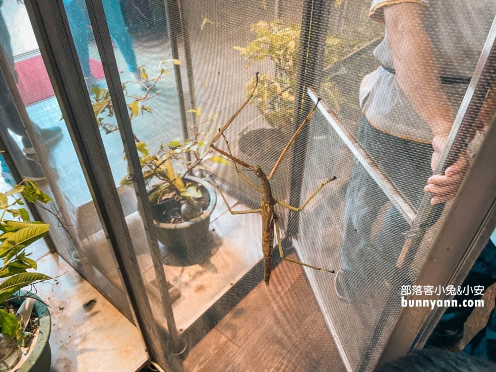 南投蝴蝶小鎮生態休閒園區，木生昆蟲博物館真好玩