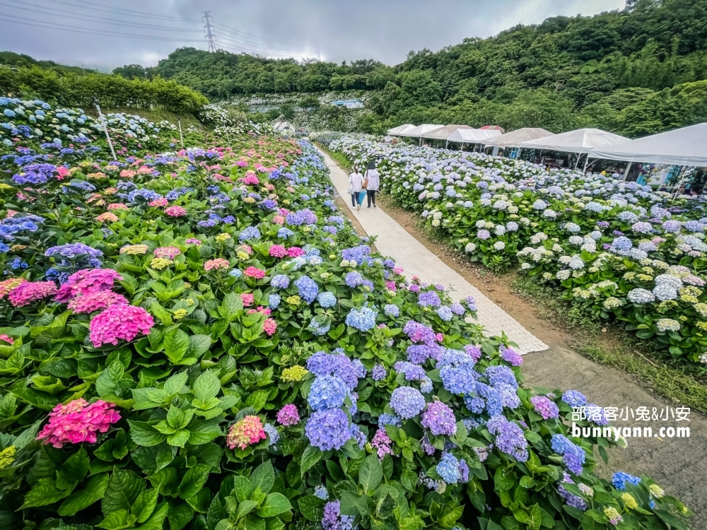 賞花推薦！高家繡球花田萬里第三園區，千坪夢幻花海等你來拍照