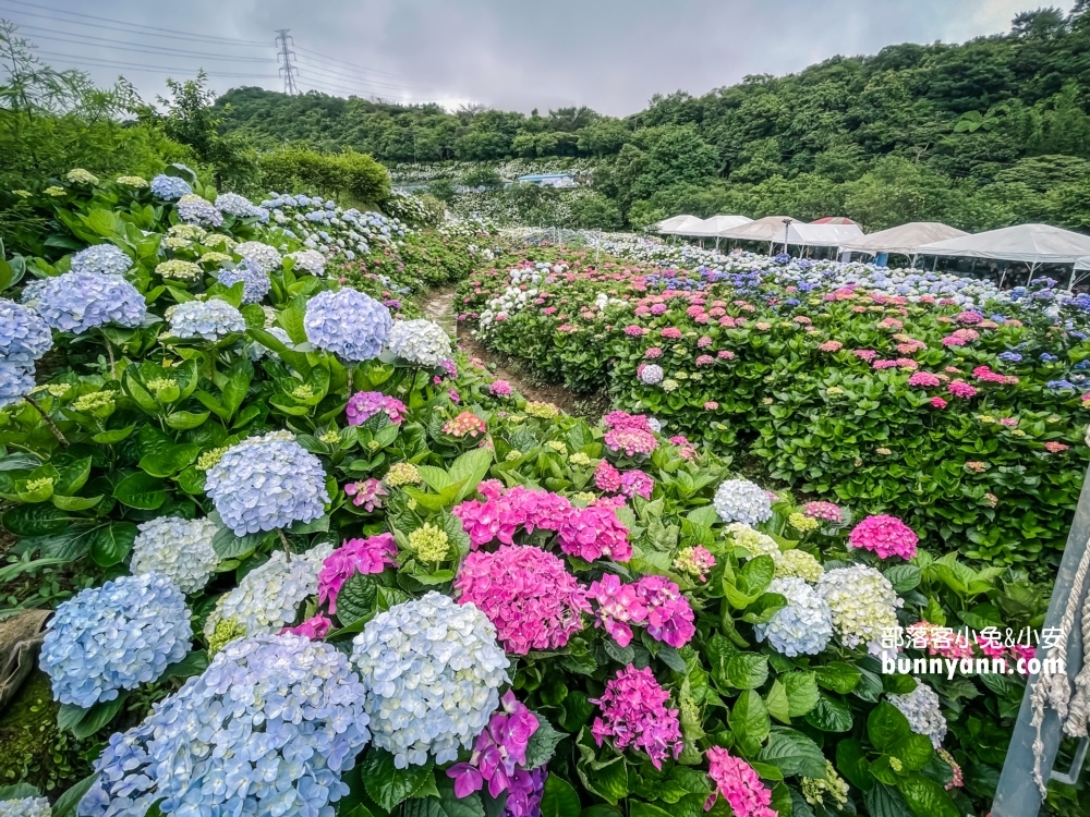 賞花推薦！高家繡球花田萬里第三園區，千坪夢幻花海等你來拍照