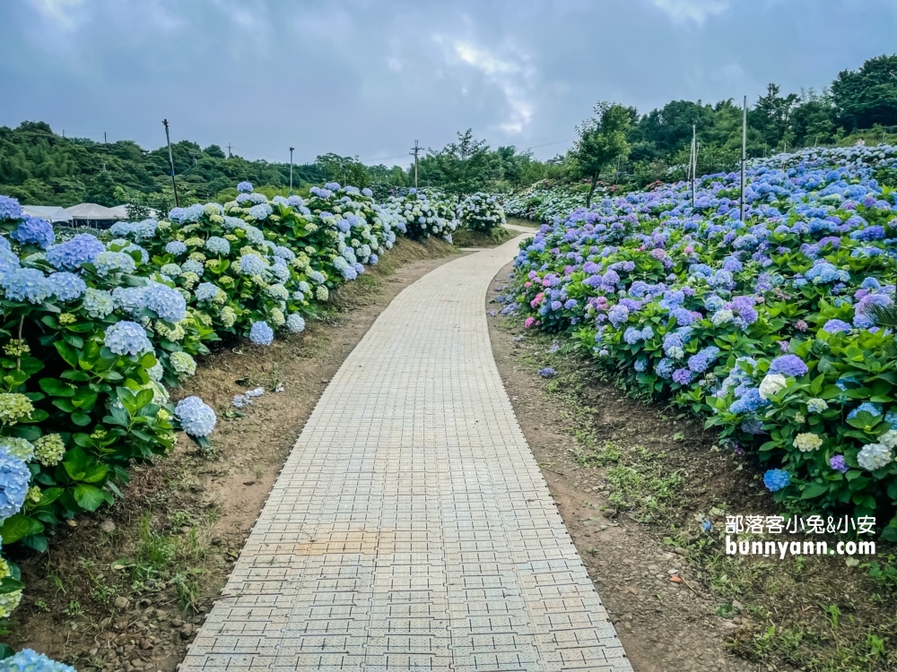 賞花推薦！高家繡球花田萬里第三園區，千坪夢幻花海等你來拍照