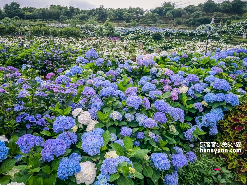 賞花推薦！高家繡球花田萬里第三園區，千坪夢幻花海等你來拍照