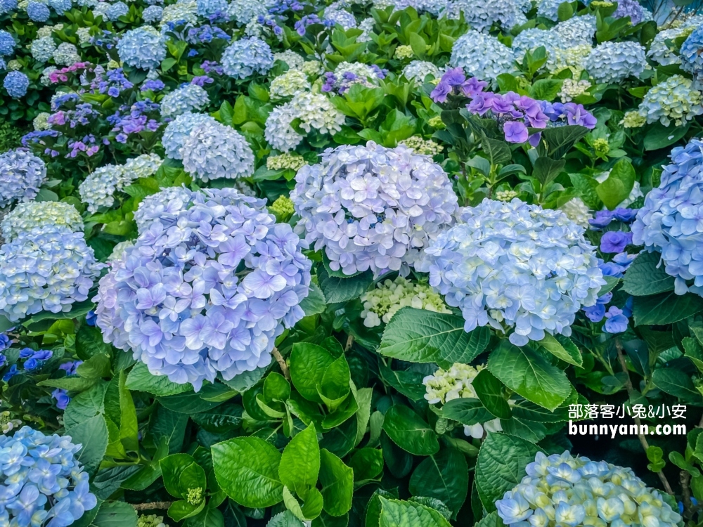 賞花推薦！高家繡球花田萬里第三園區，千坪夢幻花海等你來拍照