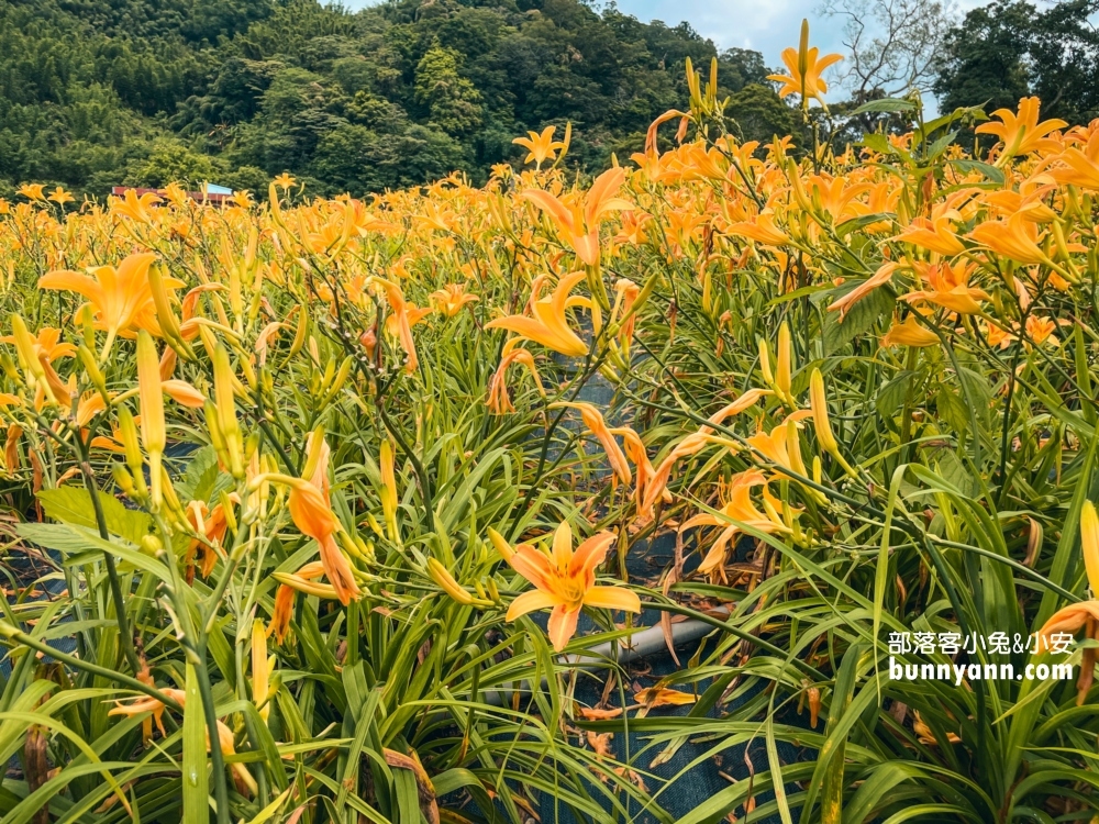 百吉休閒農場金針花最新花況，詳細停車資訊與花期(到六月中)