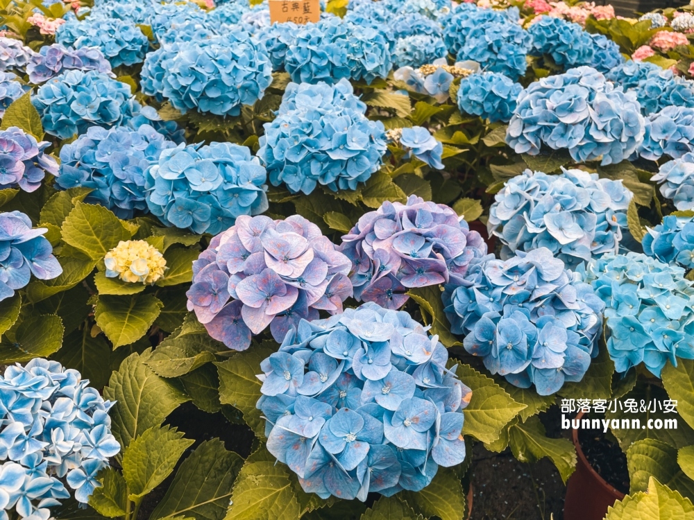 桃園中興花卉農場多肉植栽，美麗繡球花最新參觀資訊