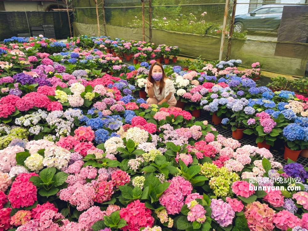 桃園中興花卉農場多肉植栽，美麗繡球花最新參觀資訊