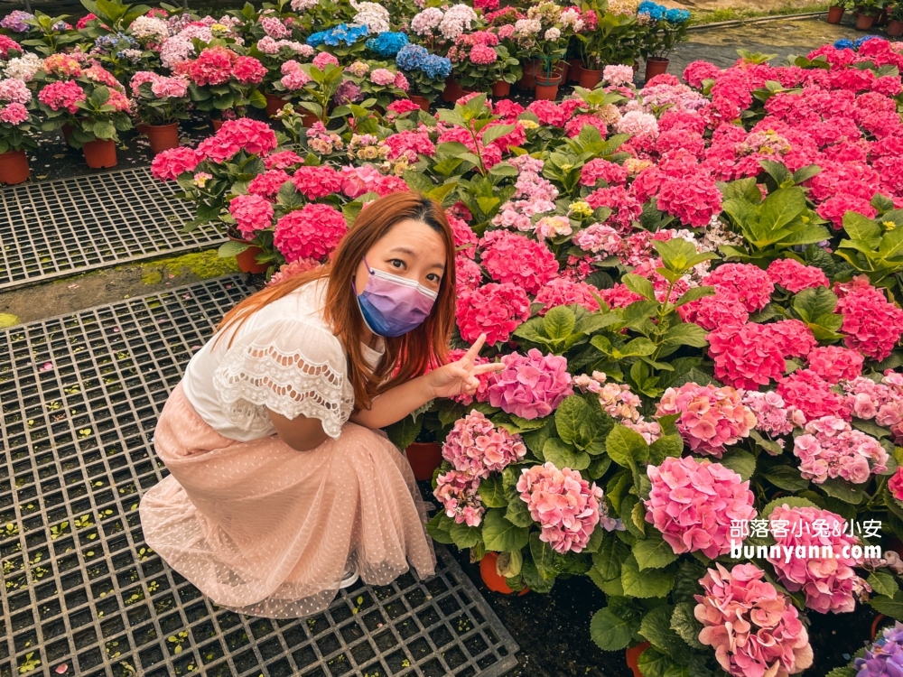 桃園中興花卉農場多肉植栽，美麗繡球花最新參觀資訊