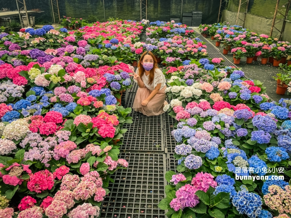 桃園中興花卉農場多肉植栽，美麗繡球花最新參觀資訊