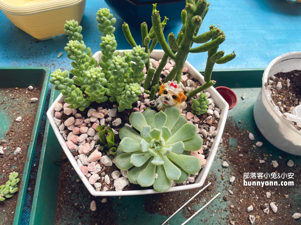 桃園中興花卉農場多肉植栽，美麗繡球花最新參觀資訊