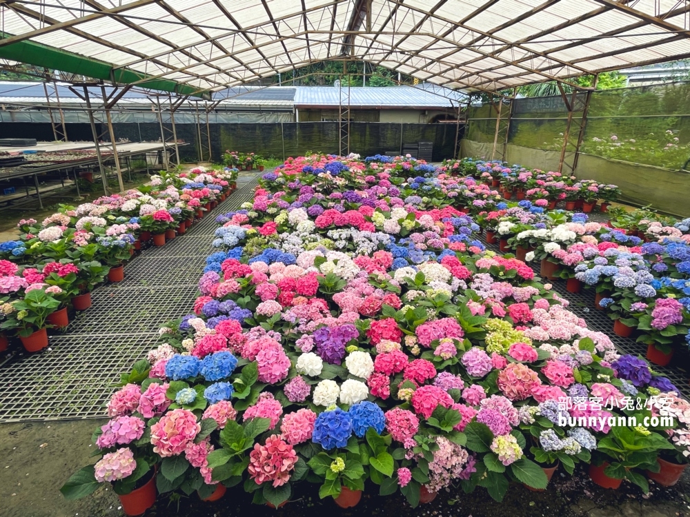 桃園中興花卉農場多肉植栽，美麗繡球花最新參觀資訊