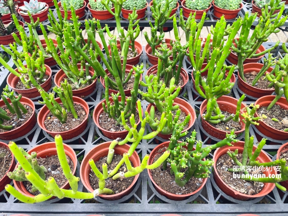 桃園中興花卉農場多肉植栽，美麗繡球花最新參觀資訊