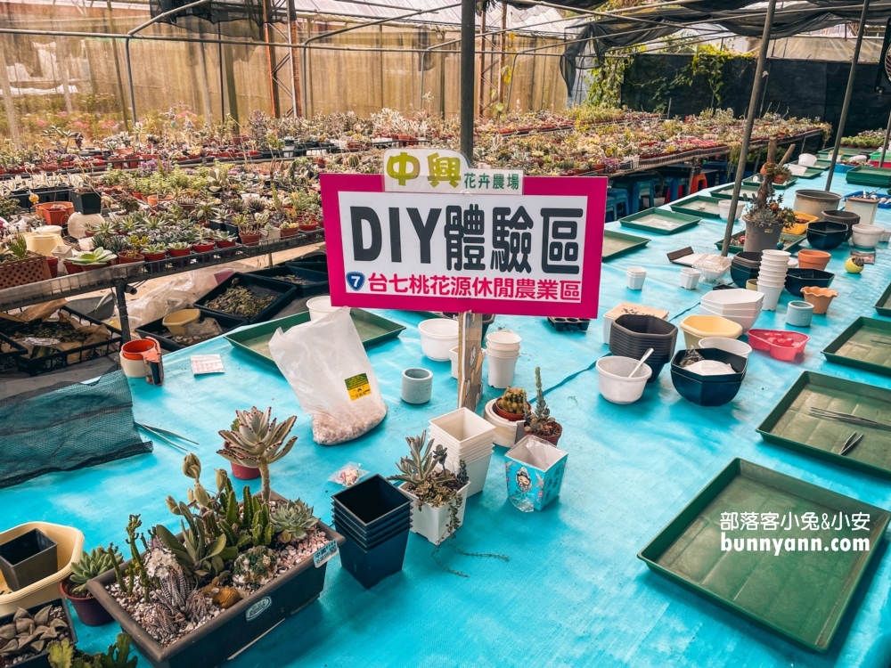 桃園中興花卉農場多肉植栽，美麗繡球花最新參觀資訊