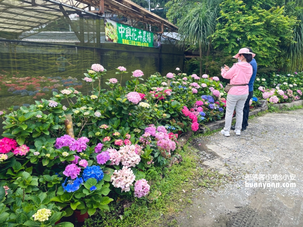 桃園中興花卉農場多肉植栽，美麗繡球花最新參觀資訊