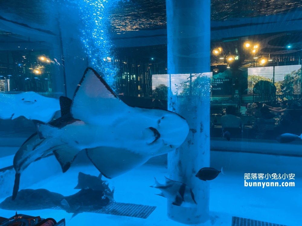 古坑【八斗子海鮮餐廳】每週二公休海產店，龍蝦、生魚片和小卷米粉都好吃!