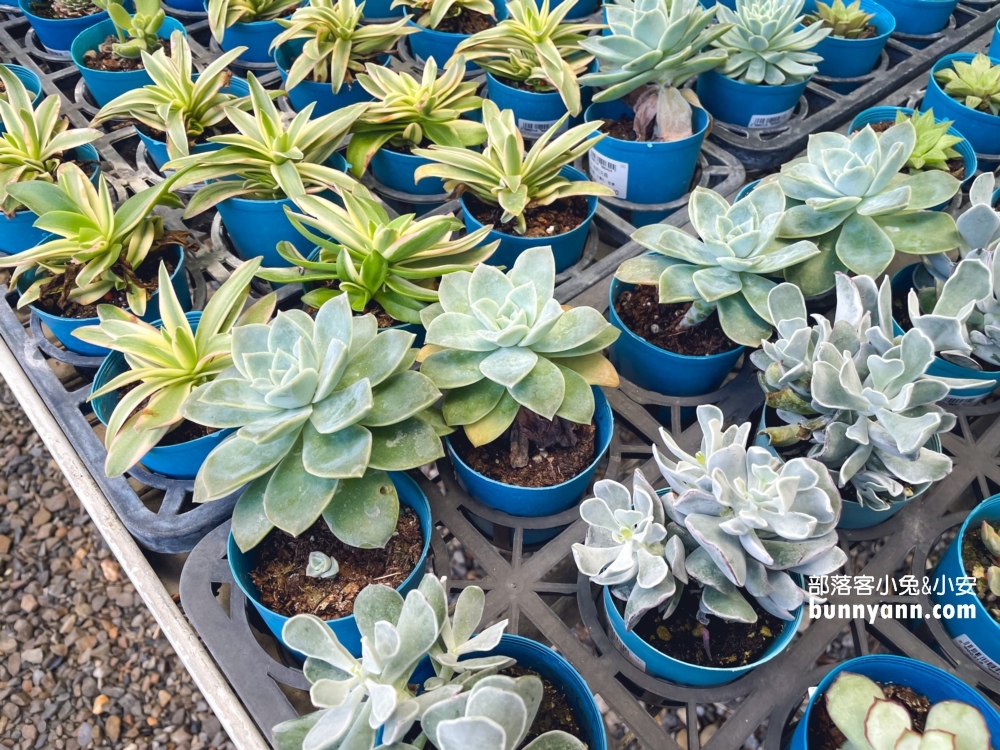 彰化【埔茂花市】多肉植物園免費逛，嗨玩整組沙坑溜滑梯