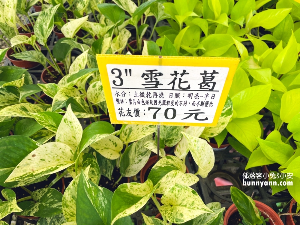 彰化【埔茂花市】多肉植物園免費逛，嗨玩整組沙坑溜滑梯