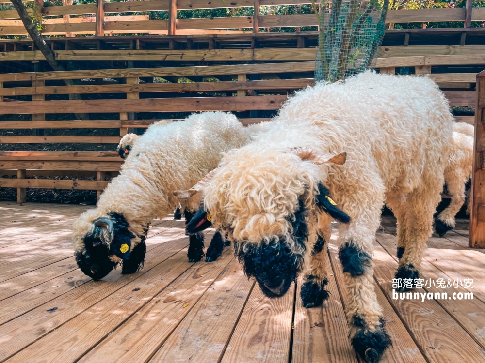 苗栗哈比丘莊園，可愛笑笑羊和水豚君出沒，美拍天空鞦韆與哈比屋