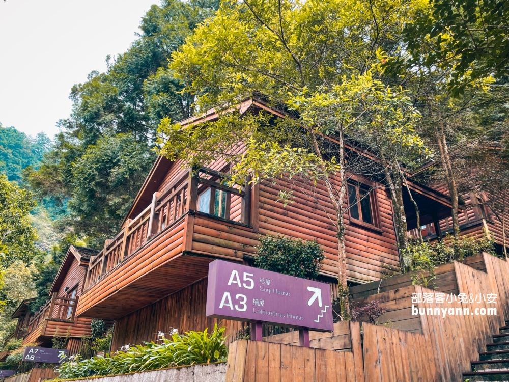 🌲八仙山森林步道一日遊攻略｜谷關親子景點推薦、森林瀑布＆戲水池超放鬆！