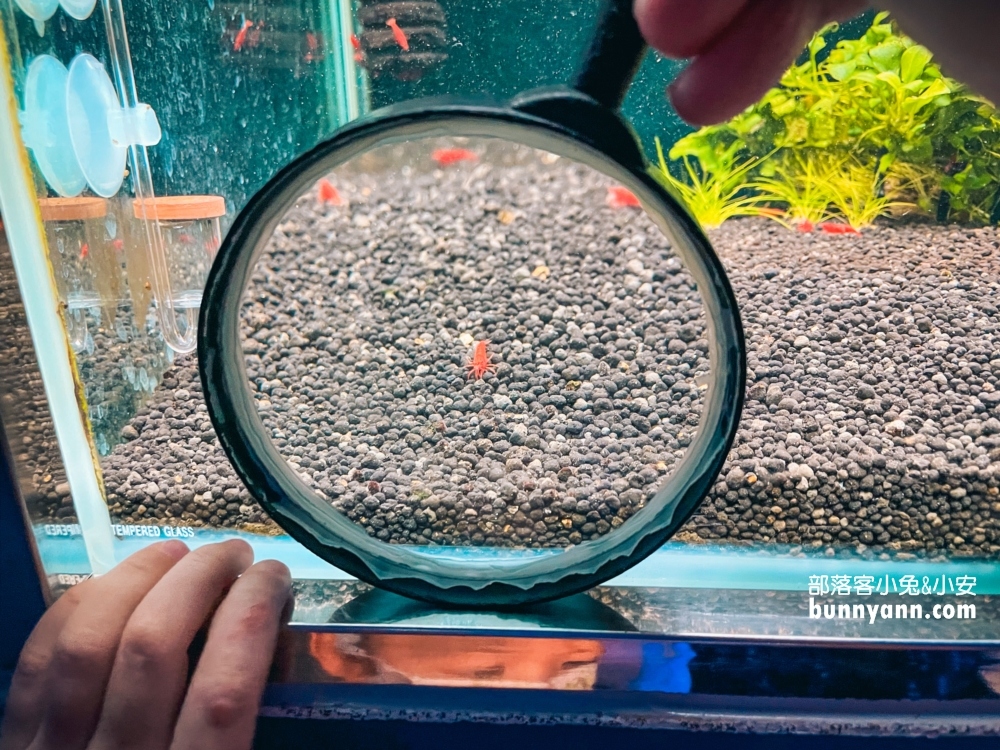 屏東【長治水族館】有很多稀奇古怪的魚類和蝦子，門票價格也很親民