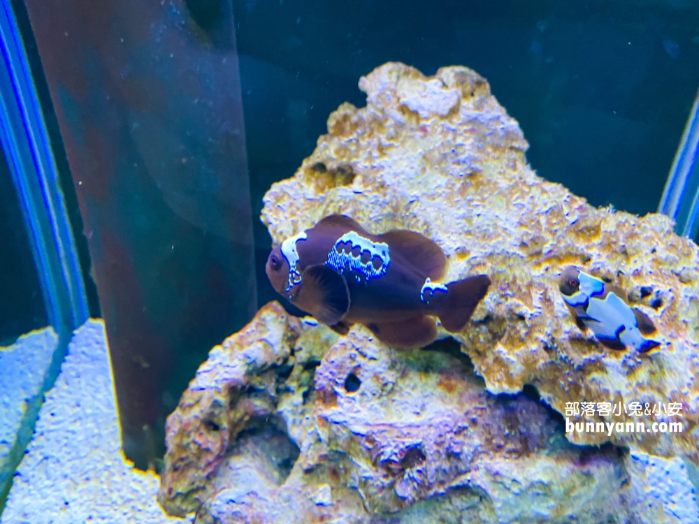 屏東【長治水族館】有很多稀奇古怪的魚類和蝦子，門票價格也很親民